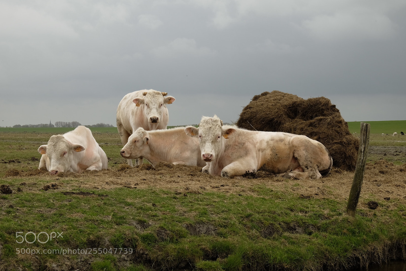 Fujifilm X-E2 sample photo. Cow photography
