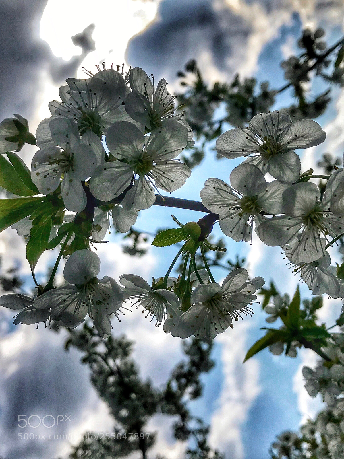 Apple iPhone 7 sample photo. ..spring composition. photography