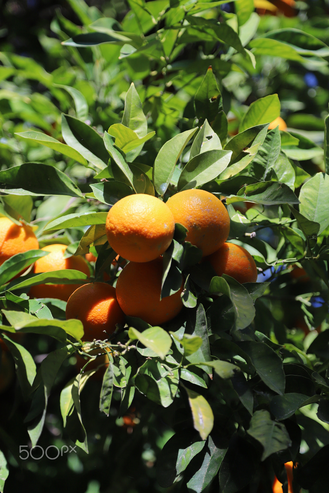 Canon EOS 6D Mark II sample photo. Trip to seville, spain. photography