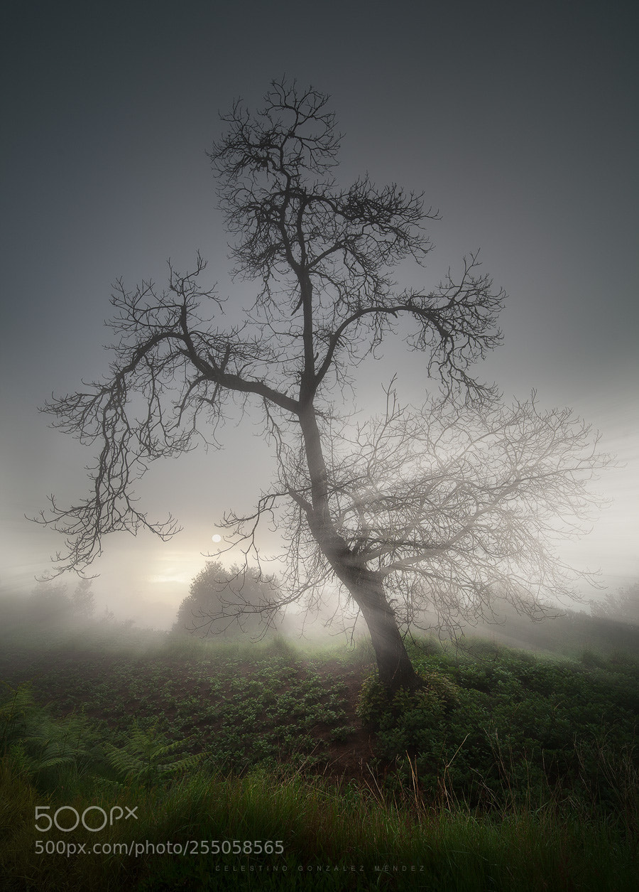 Canon EOS 5D Mark II sample photo. Fog - niebla photography