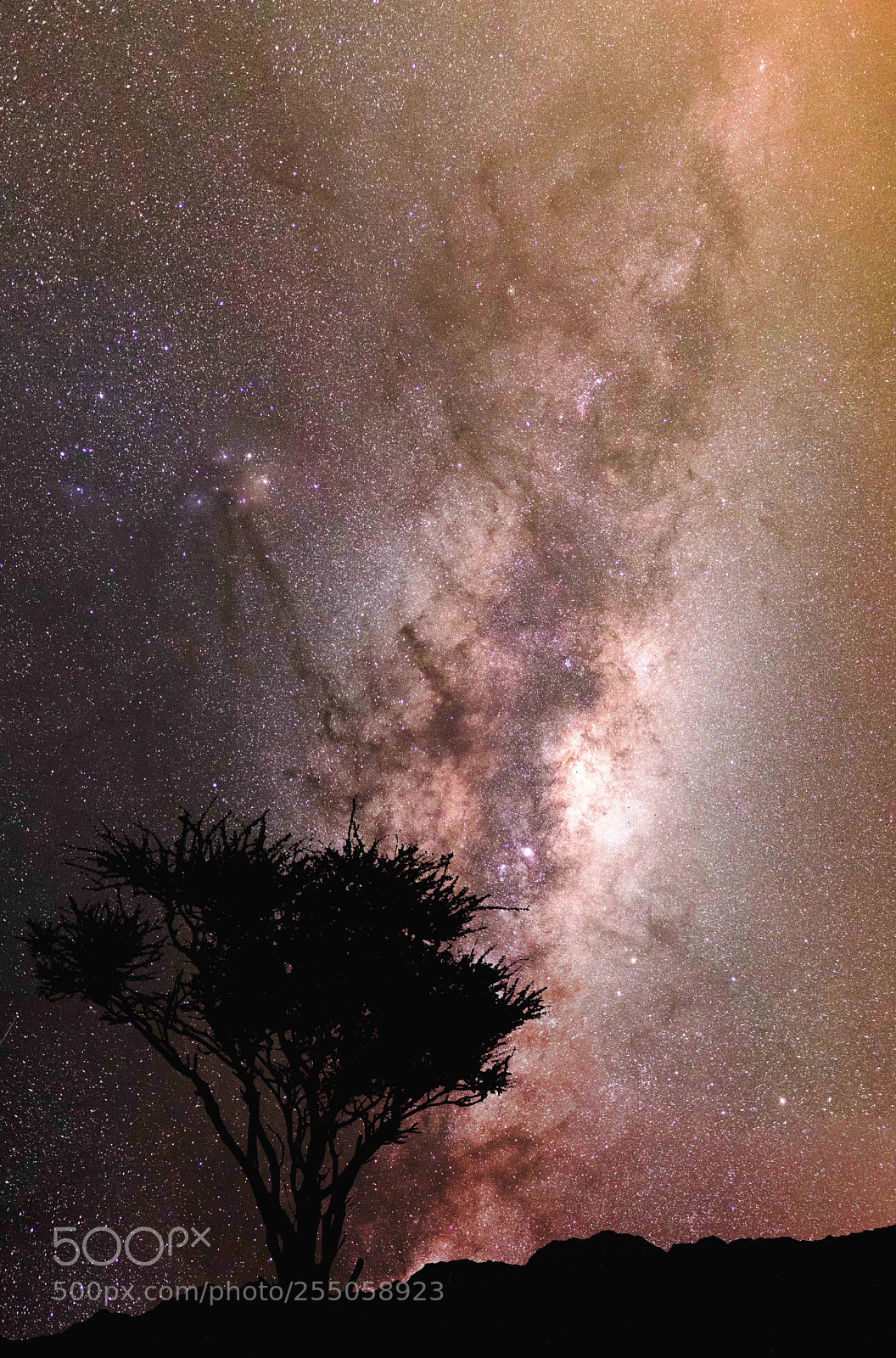 Canon EOS 6D Mark II sample photo. The tree of life photography