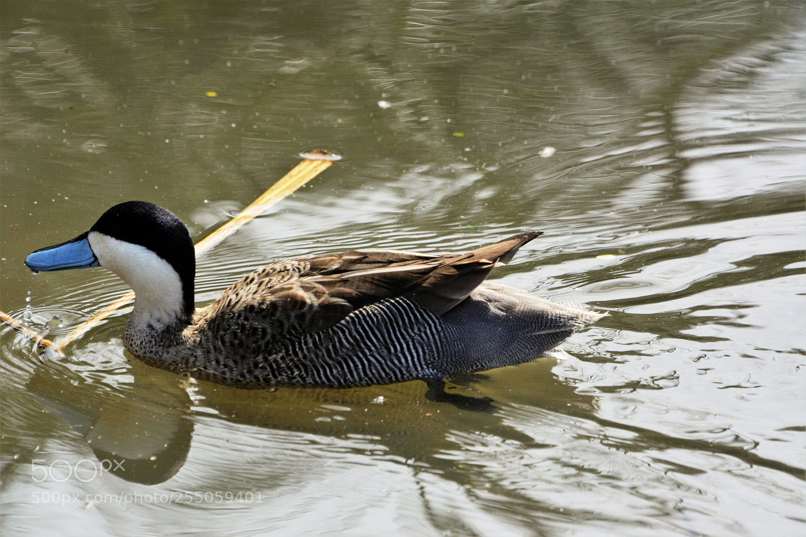 Nikon D7100 sample photo. Puna teal photography