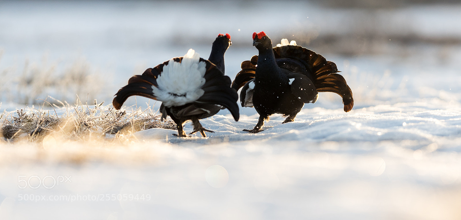 Canon EOS-1D X Mark II sample photo. Disagreement photography