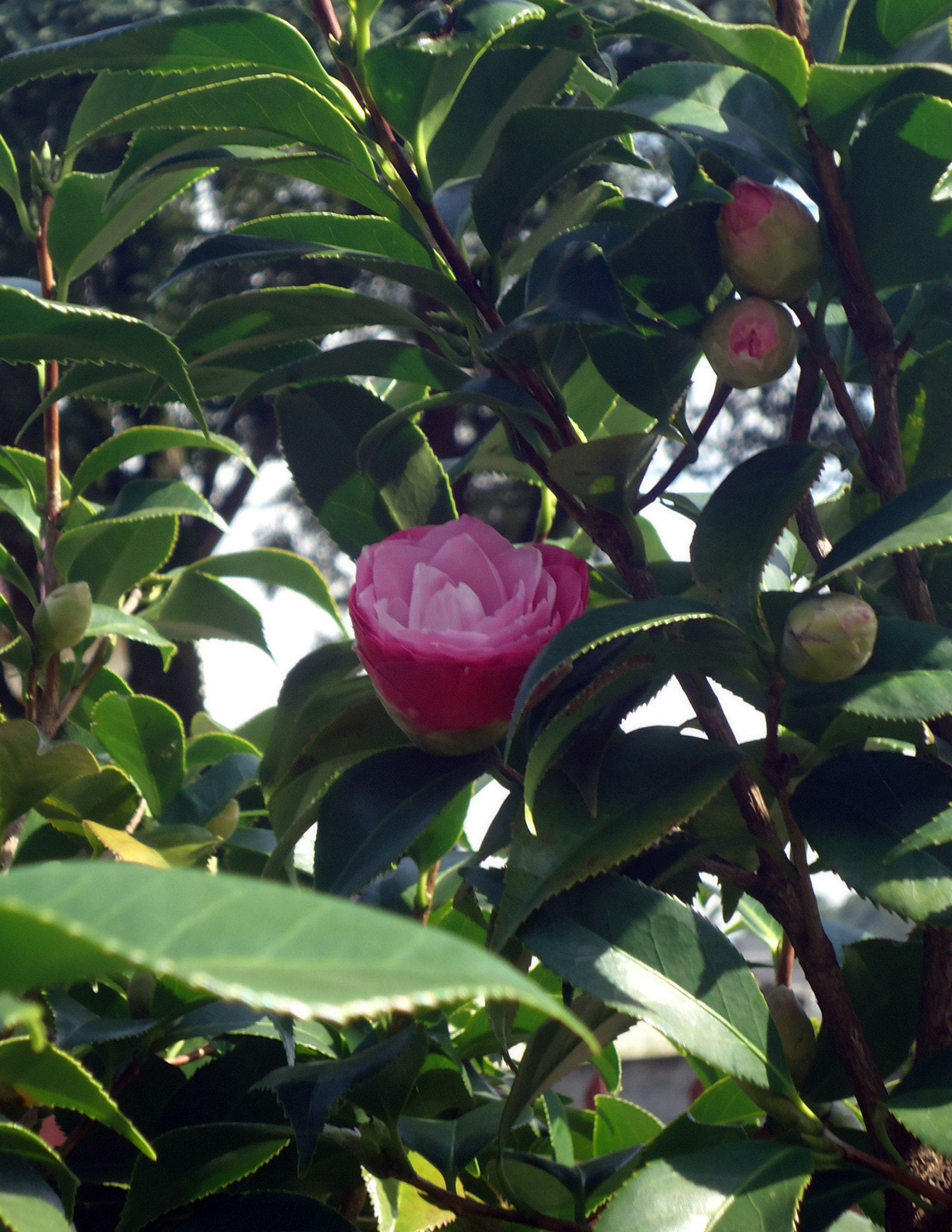 Sony Cyber-shot DSC-W530 sample photo. Pink blooming photography