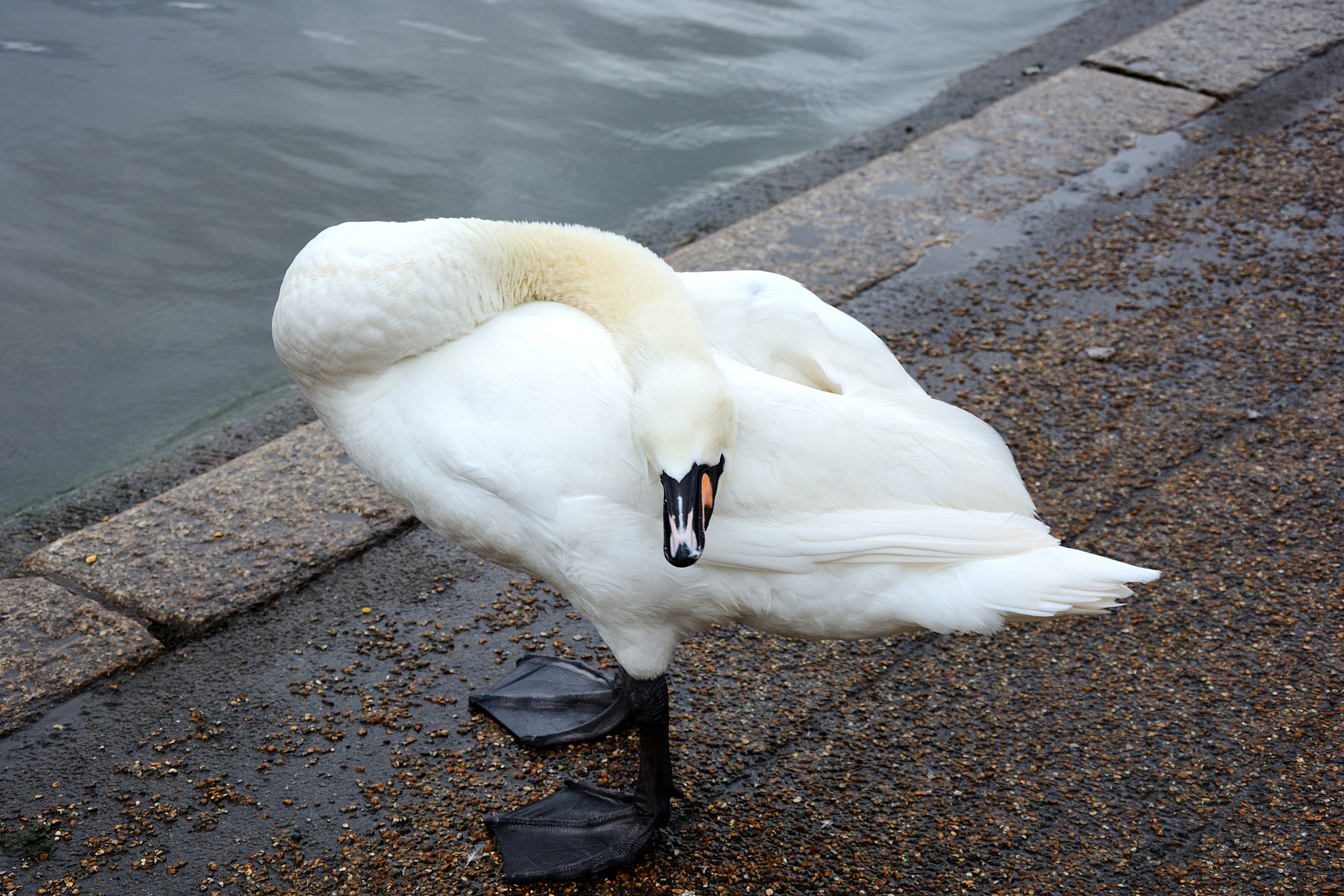 Nikon D7100 sample photo. Upside down photography