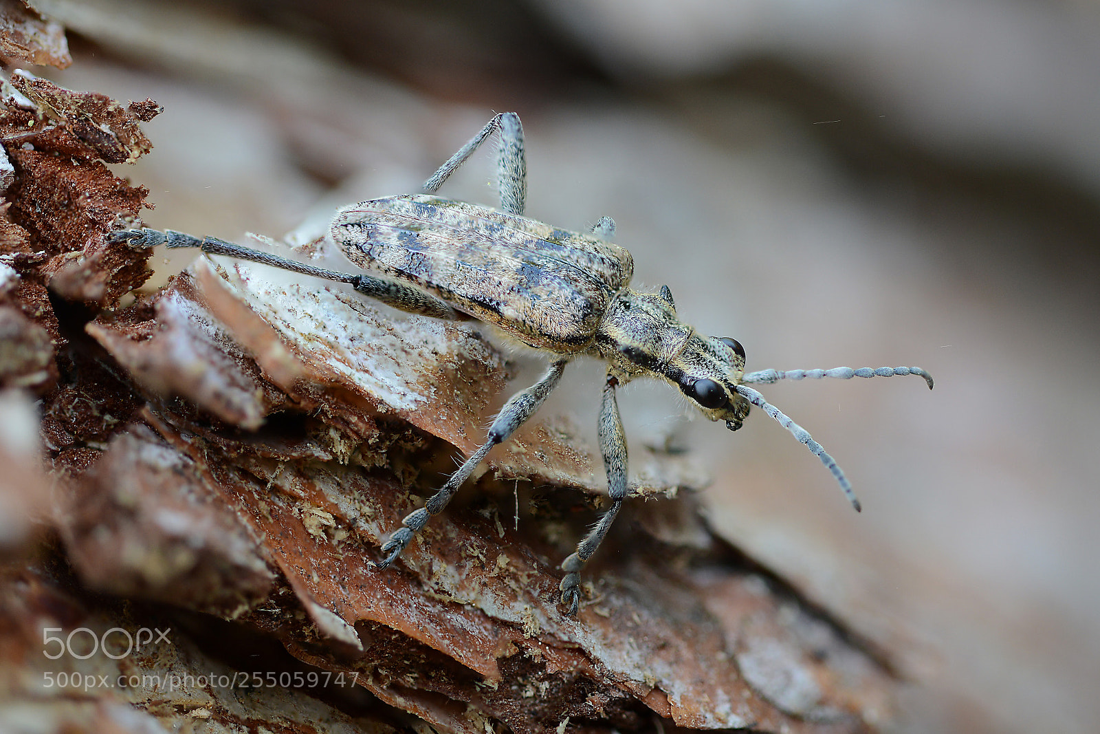 Nikon D600 sample photo. Bug photography