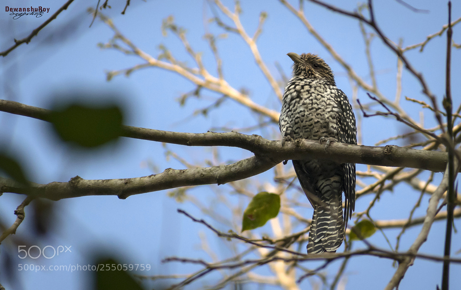 Nikon D3300 sample photo. Asian koel photography