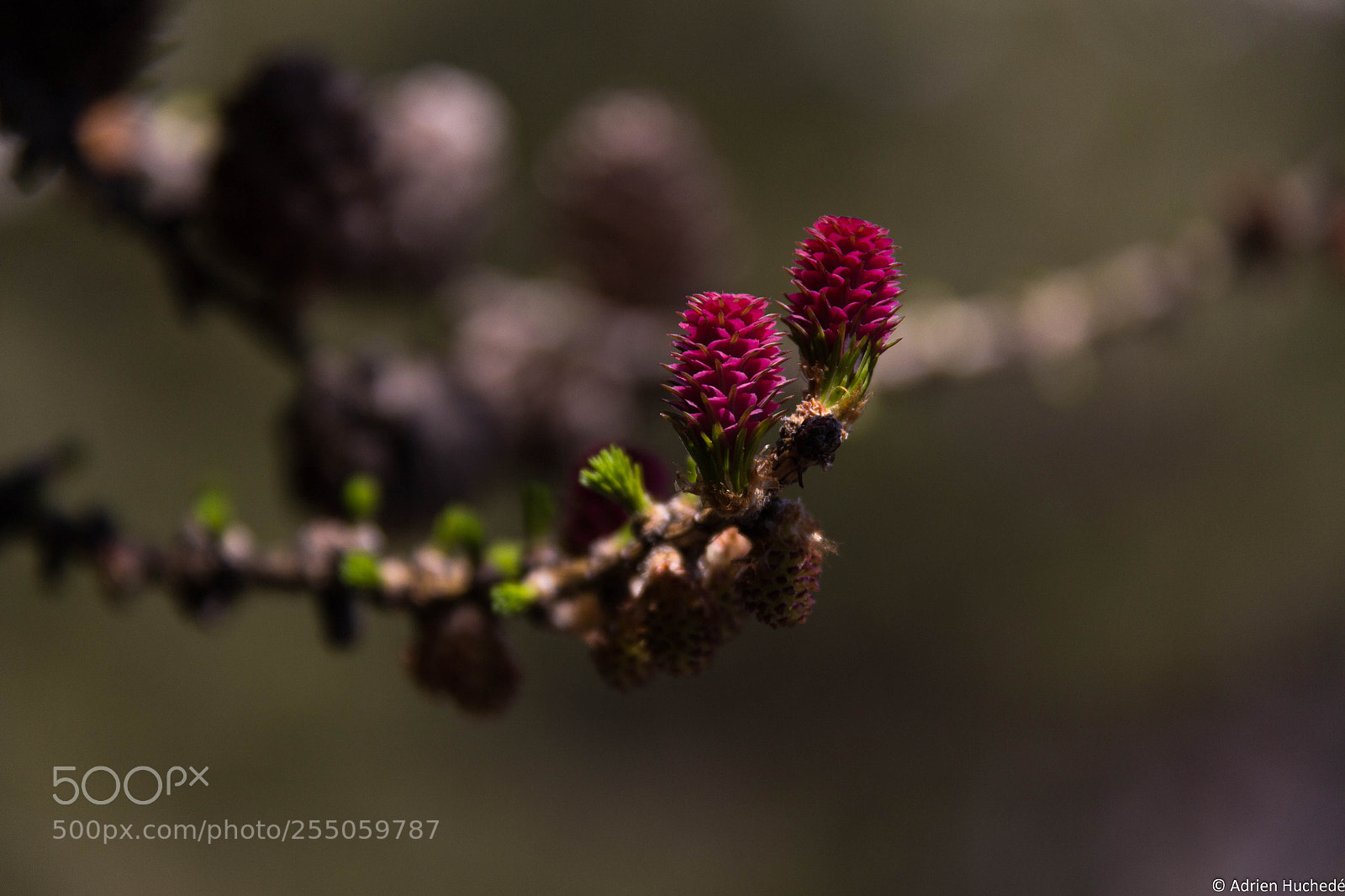 Canon EOS 600D (Rebel EOS T3i / EOS Kiss X5) sample photo. Larch flower photography