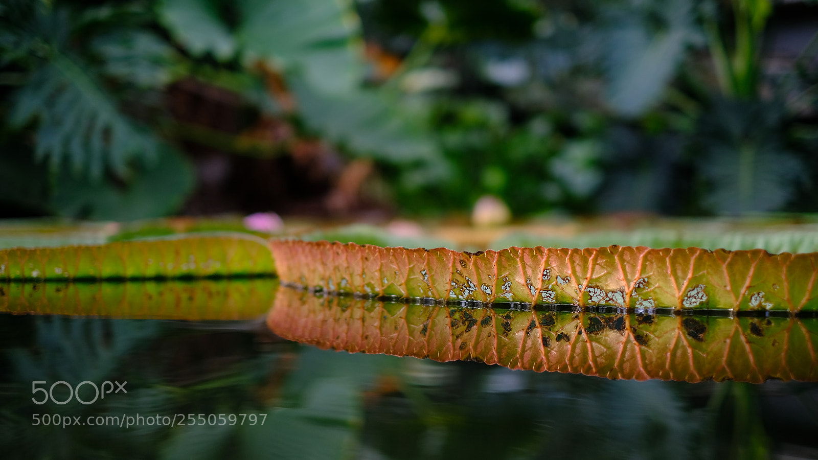 Fujifilm X-T2 sample photo. Pond reflections photography