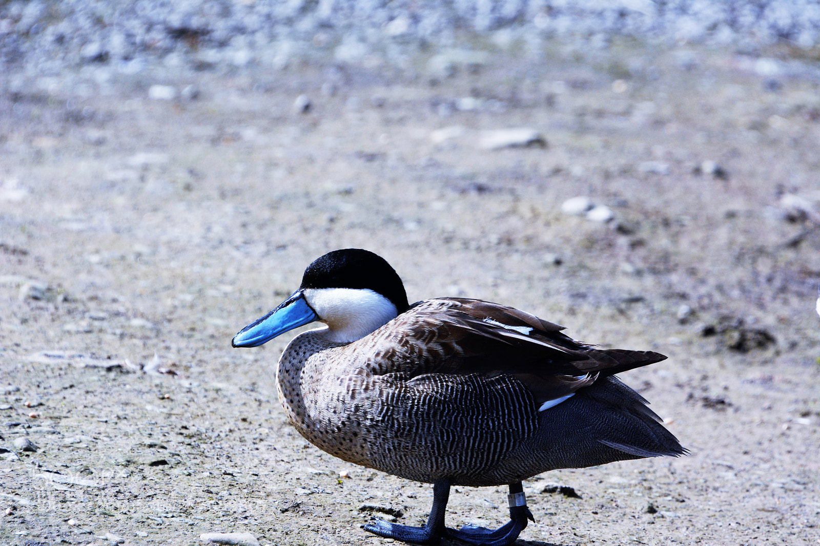 Nikon D7100 sample photo. Puna teal photography