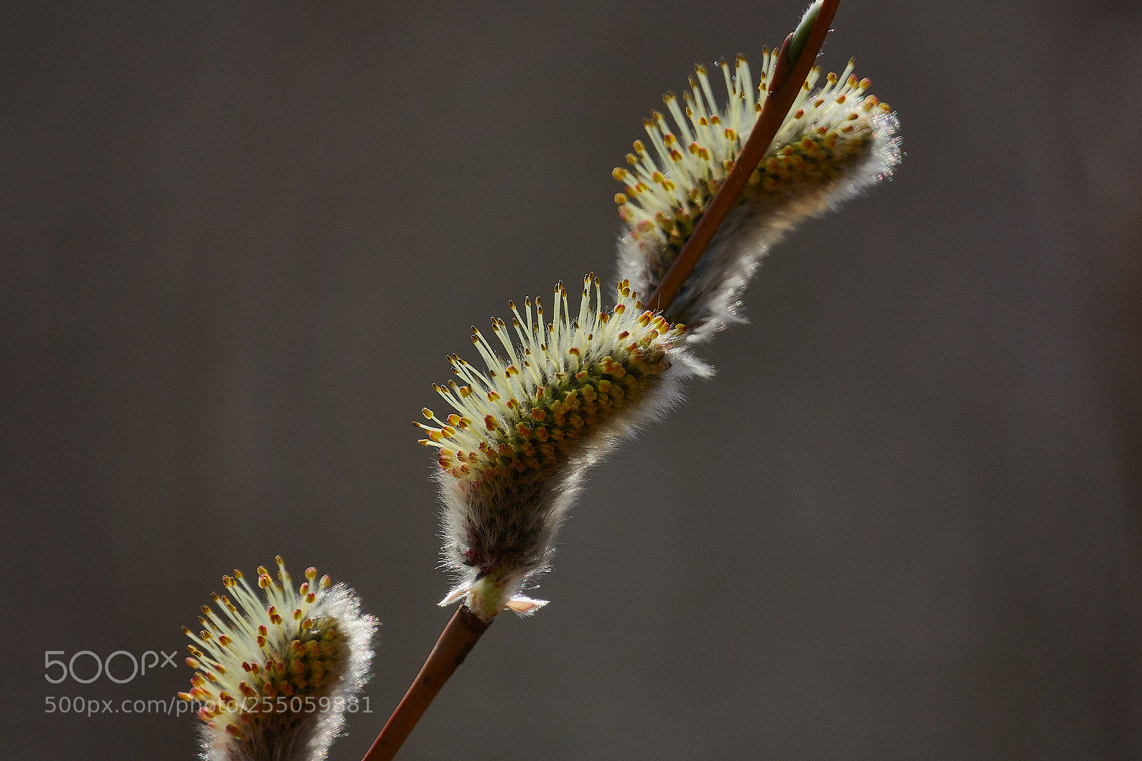 Sony Cyber-shot DSC-RX10 IV sample photo. Spring willow photography