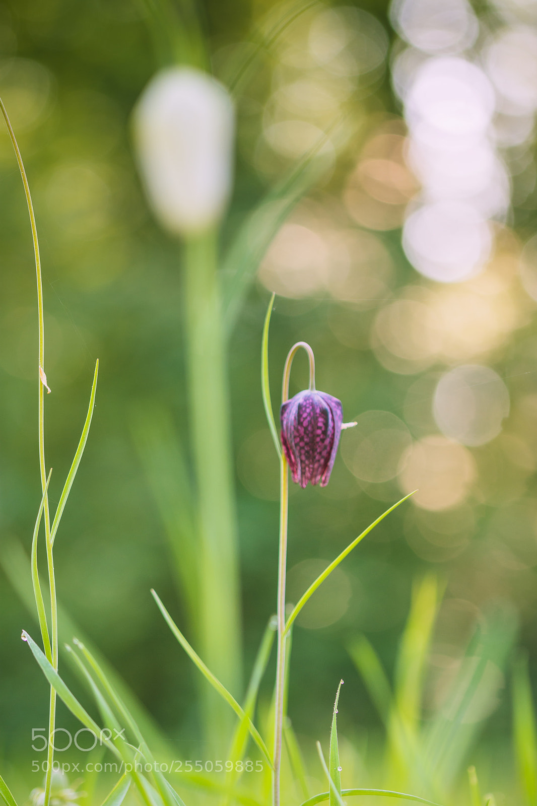 Nikon D7200 sample photo. Drowned in bokeh photography