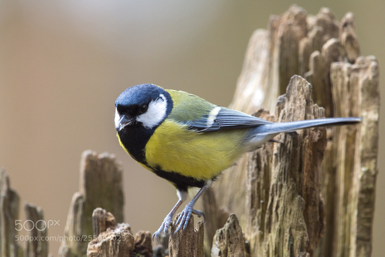 Nikon D7200 sample photo. Parus major vii photography