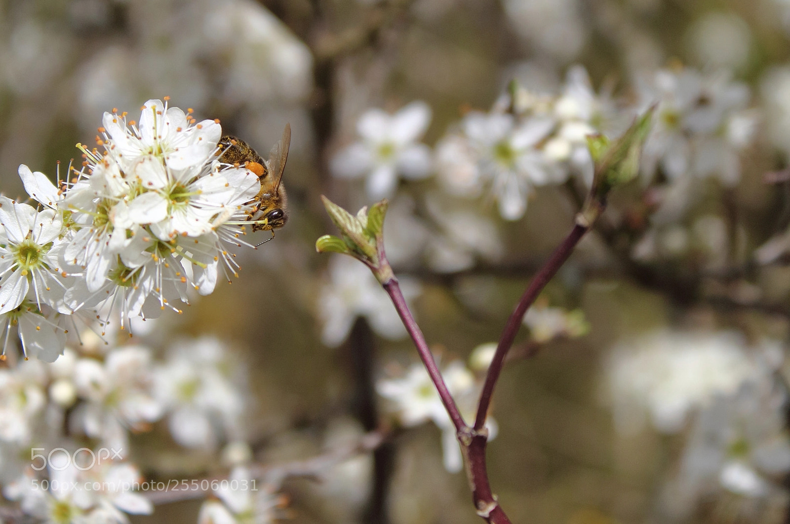 Canon EOS 1300D (EOS Rebel T6 / EOS Kiss X80) sample photo. Bee photography