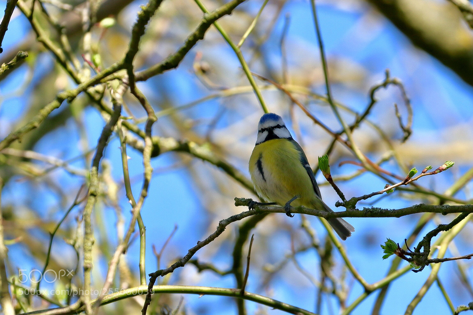 Canon EOS 800D (EOS Rebel T7i / EOS Kiss X9i) sample photo. Blue tit photography