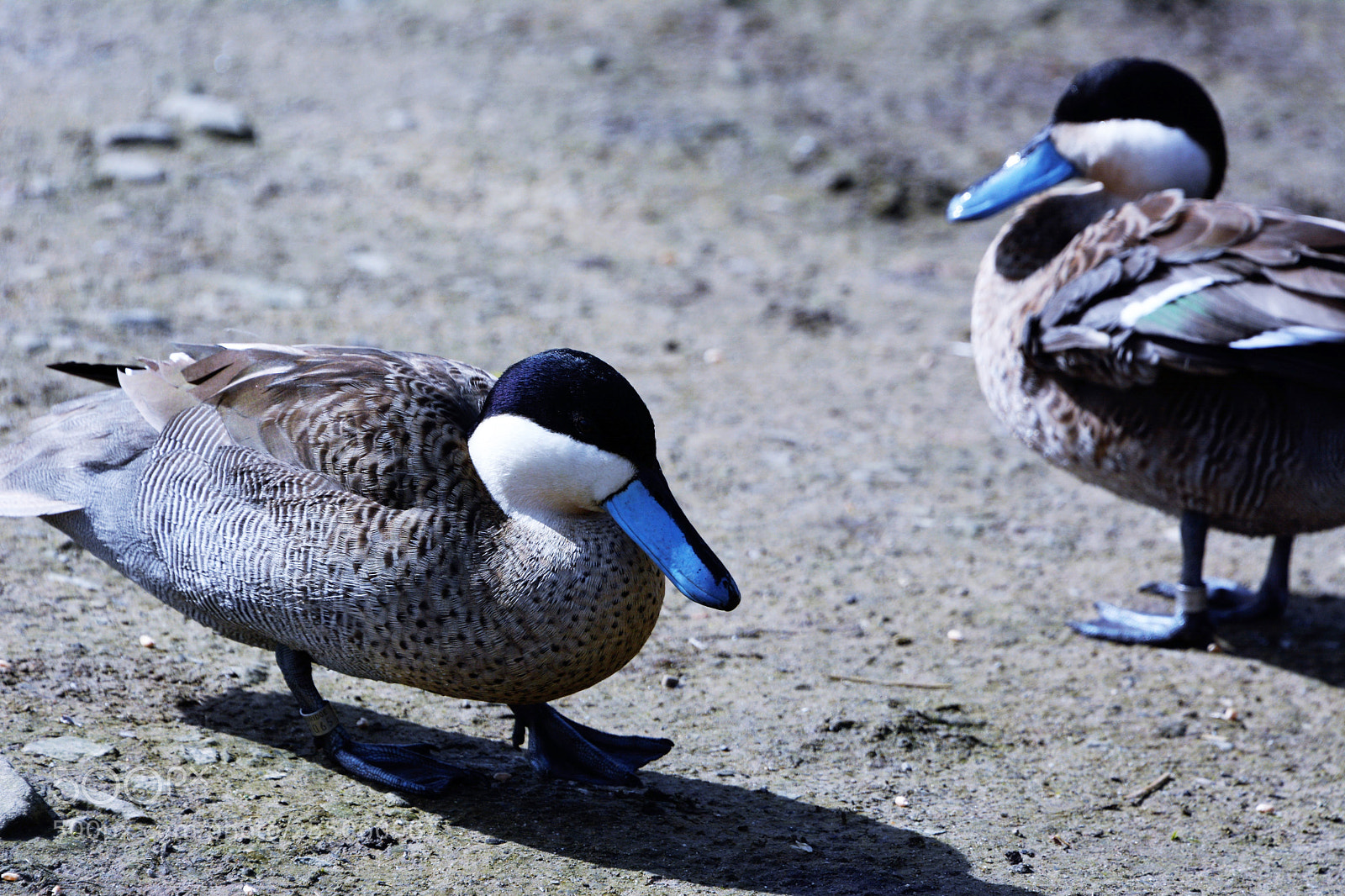 Nikon D7100 sample photo. Puna teal photography