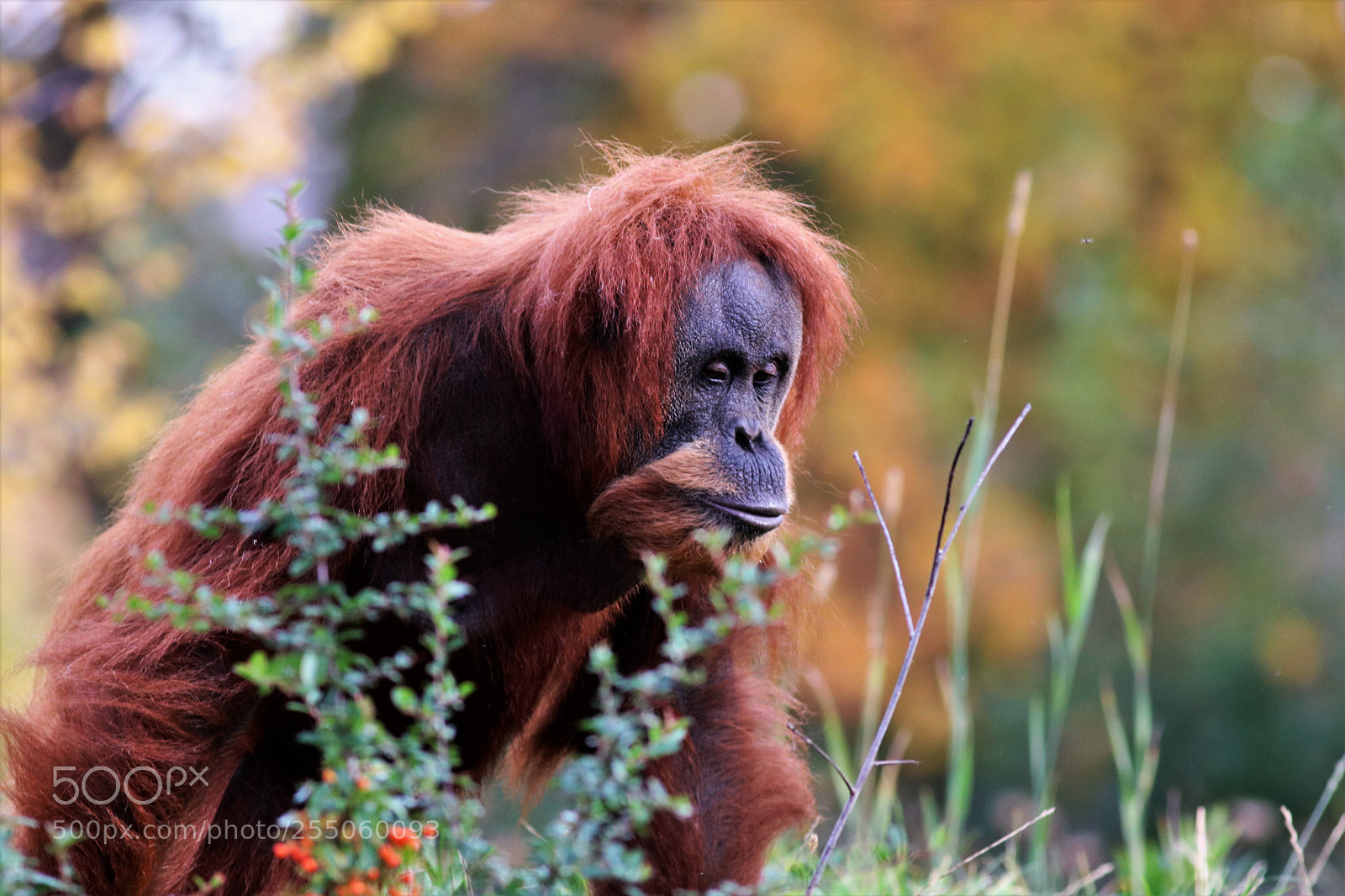 Canon EOS 750D (EOS Rebel T6i / EOS Kiss X8i) sample photo. Orangutan photography