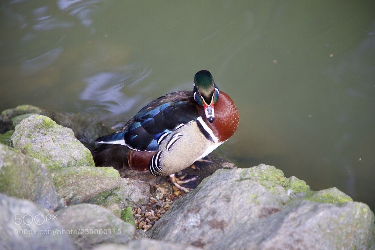 Canon EOS 5D Mark IV sample photo. Voici le canard carolin photography