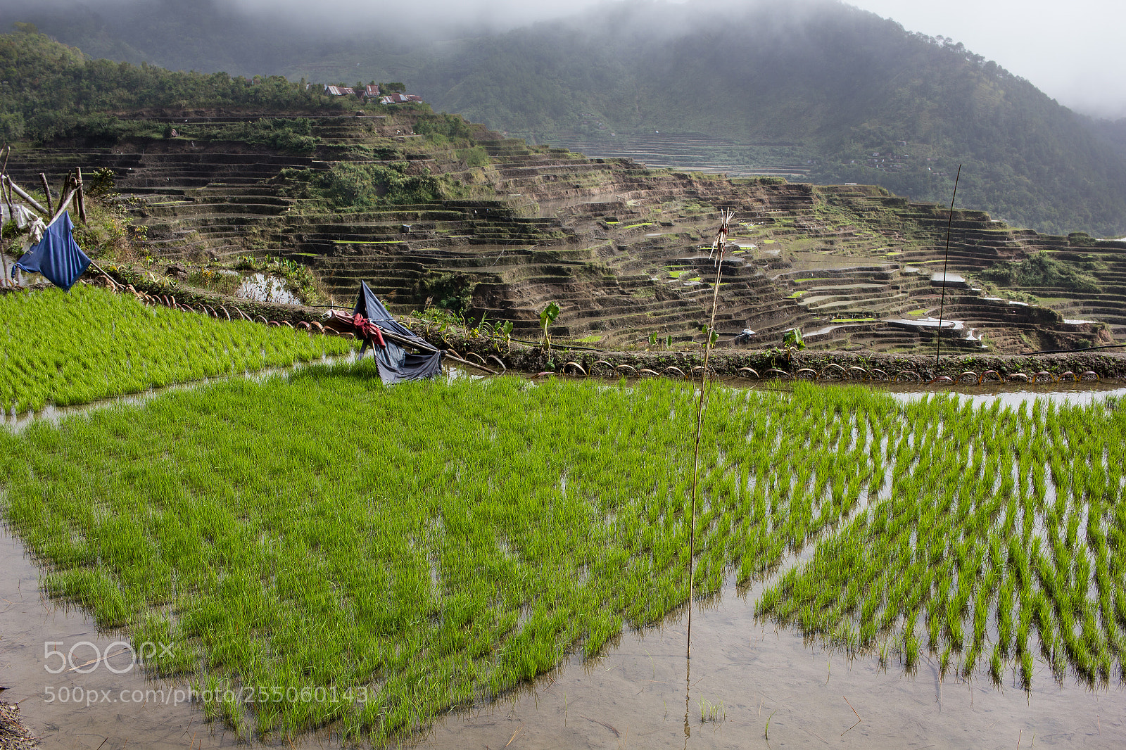 Canon EOS 550D (EOS Rebel T2i / EOS Kiss X4) sample photo. Rice terrasse luzon photography