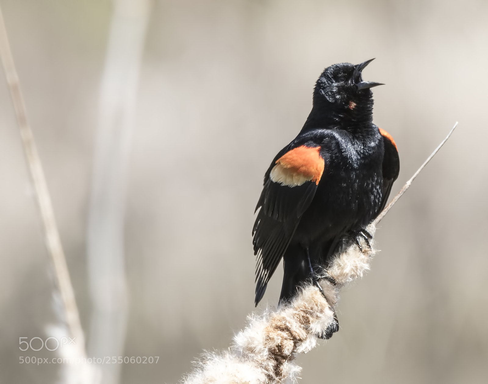 Canon EOS 7D Mark II sample photo. Red-winged blackbird photography
