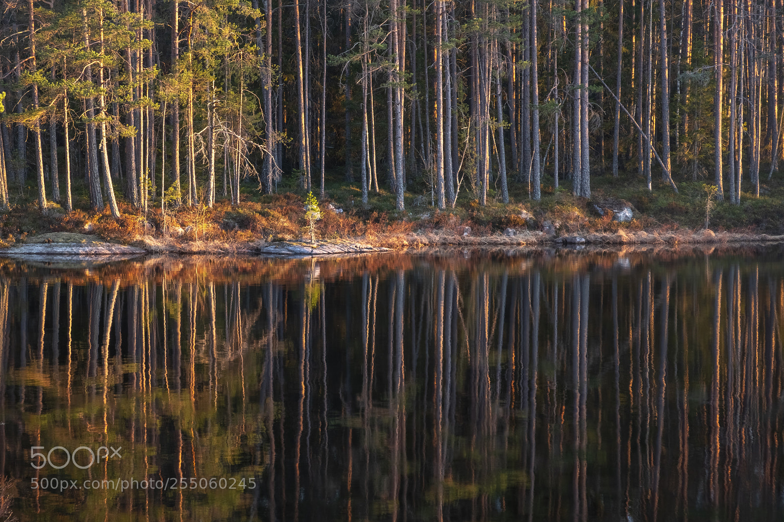 Fujifilm X-T2 sample photo. Mirroring pines photography
