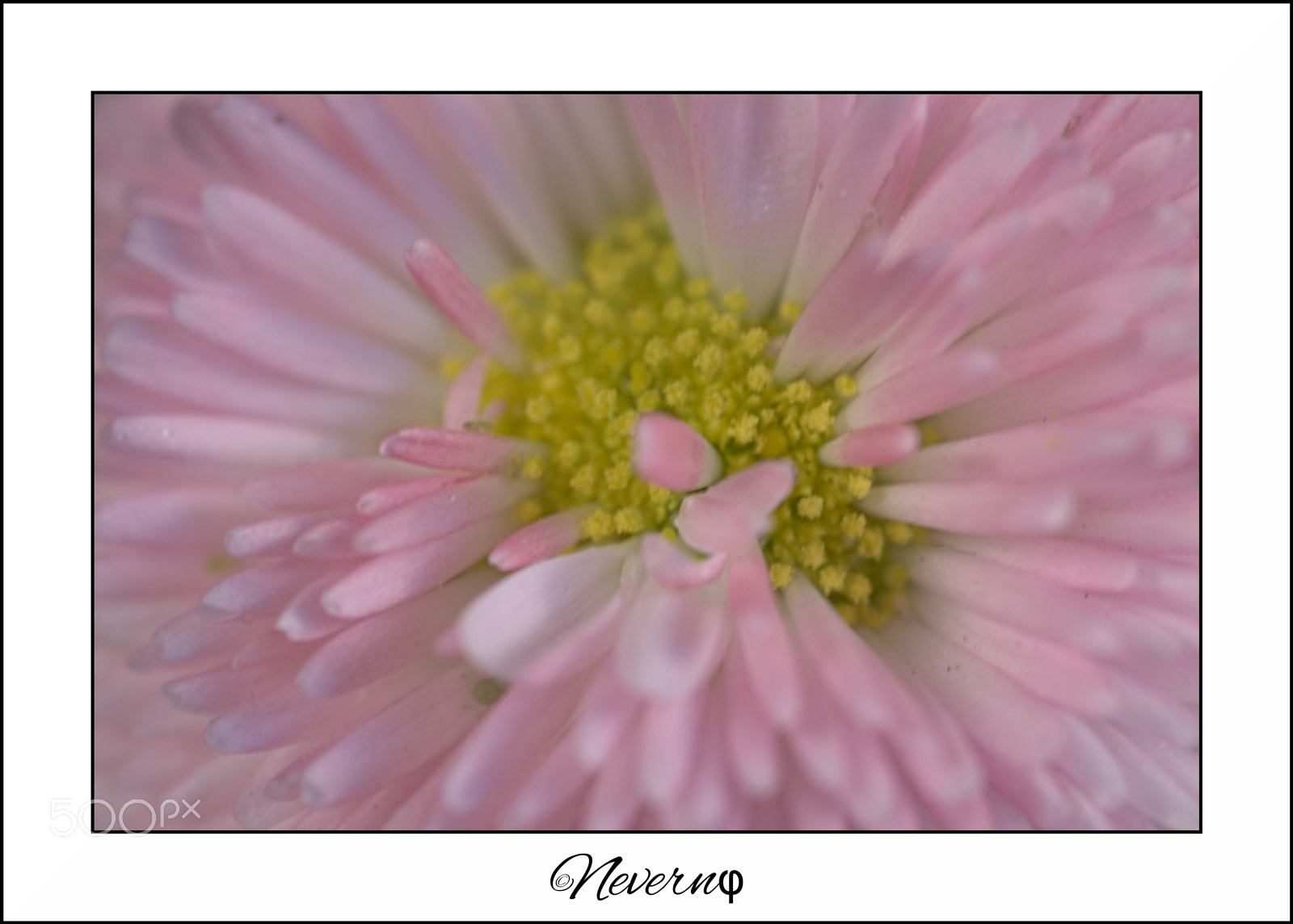 Pentax K-S2 sample photo. Flower 22 photography