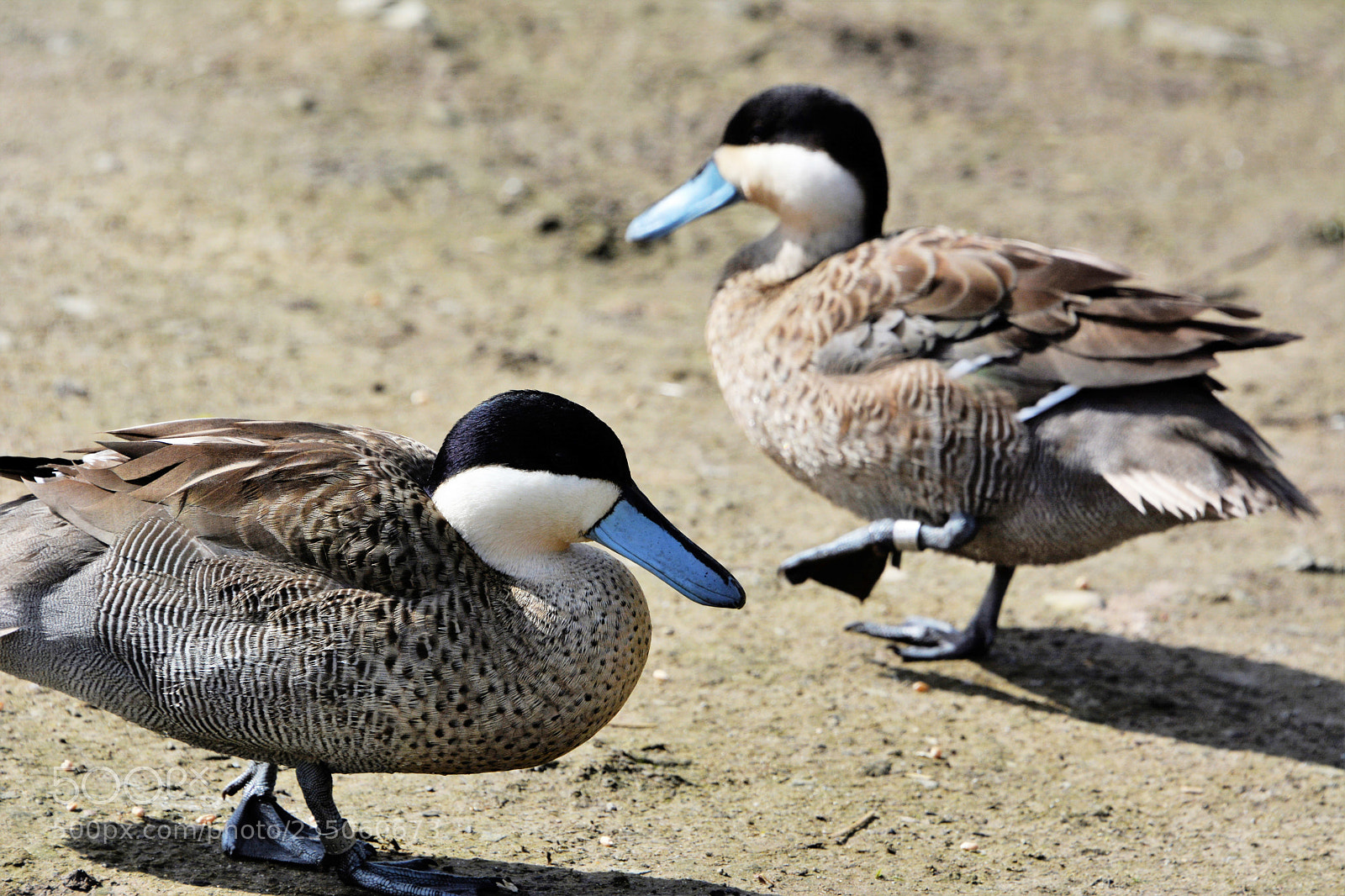 Nikon D7100 sample photo. Puna teal photography