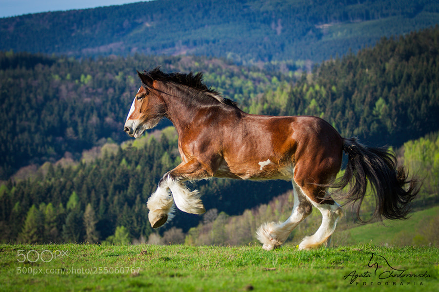 Canon EOS 7D sample photo. Clydesdale mare lady photography