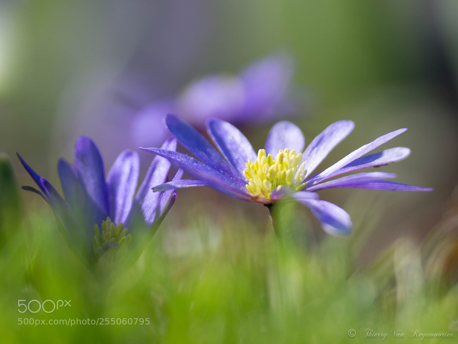 Nikon D7100 sample photo. Keukenhof photography