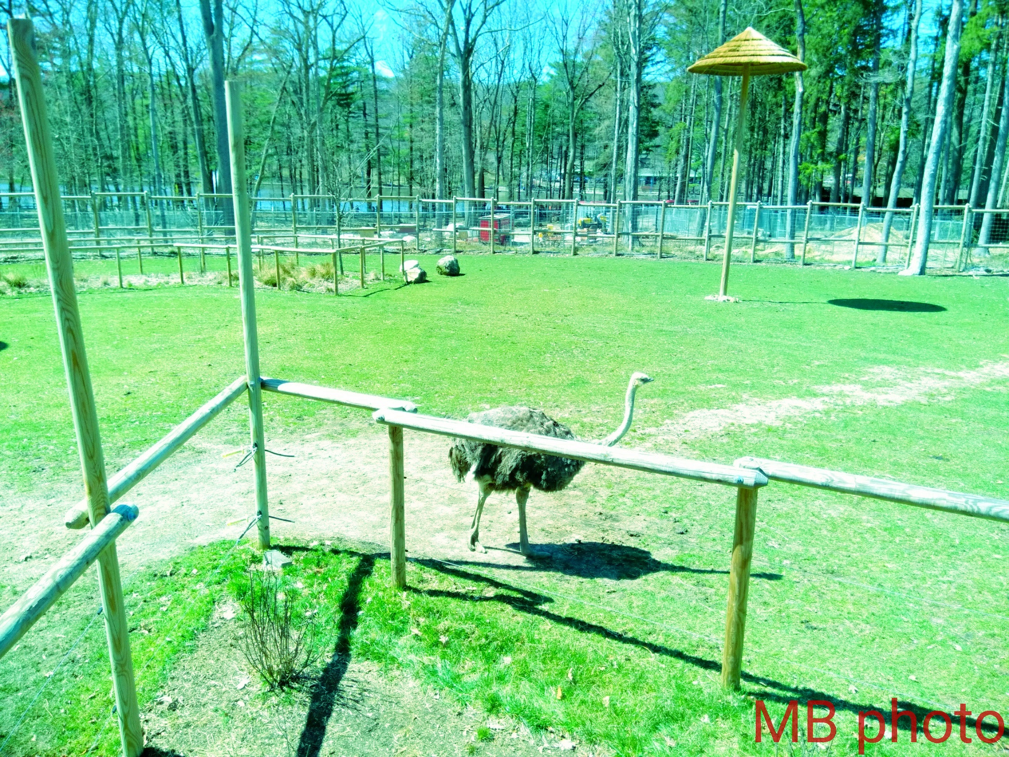 ZTE BLADE ZMAX sample photo. Ostrich photography