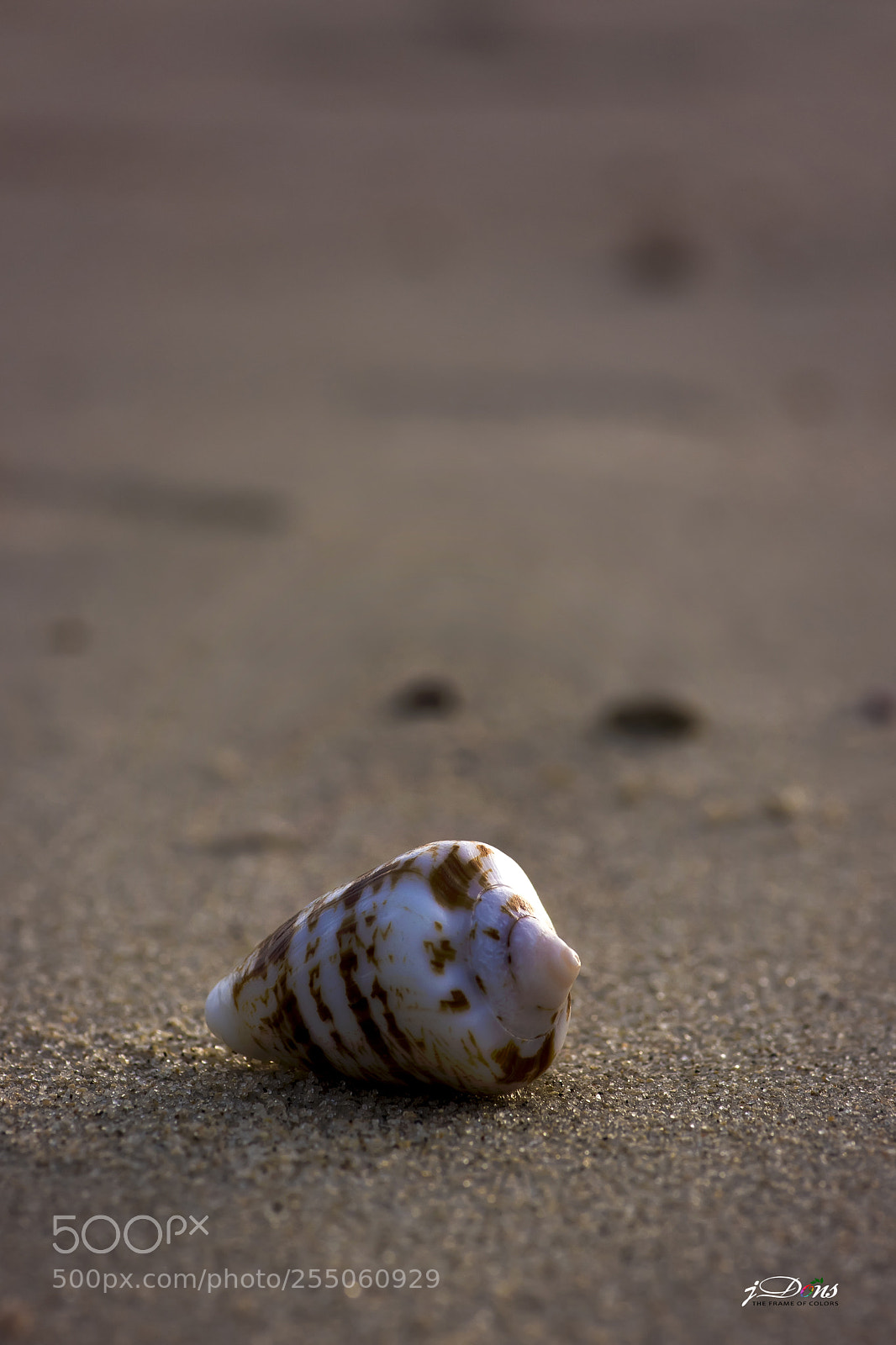 Canon EOS 80D sample photo. Sea shell photography