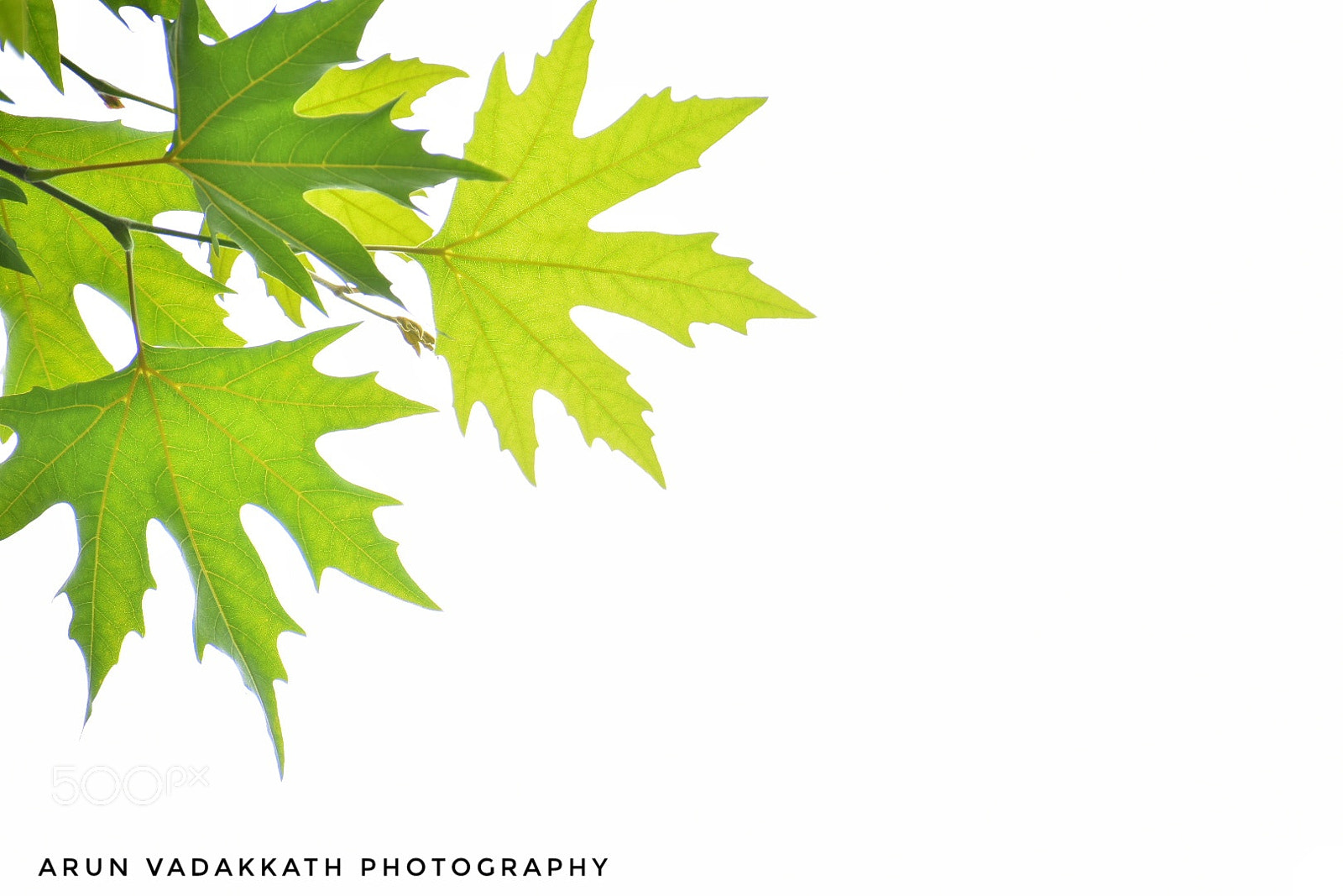 Nikon D3400 sample photo. Infinite shades of green photography