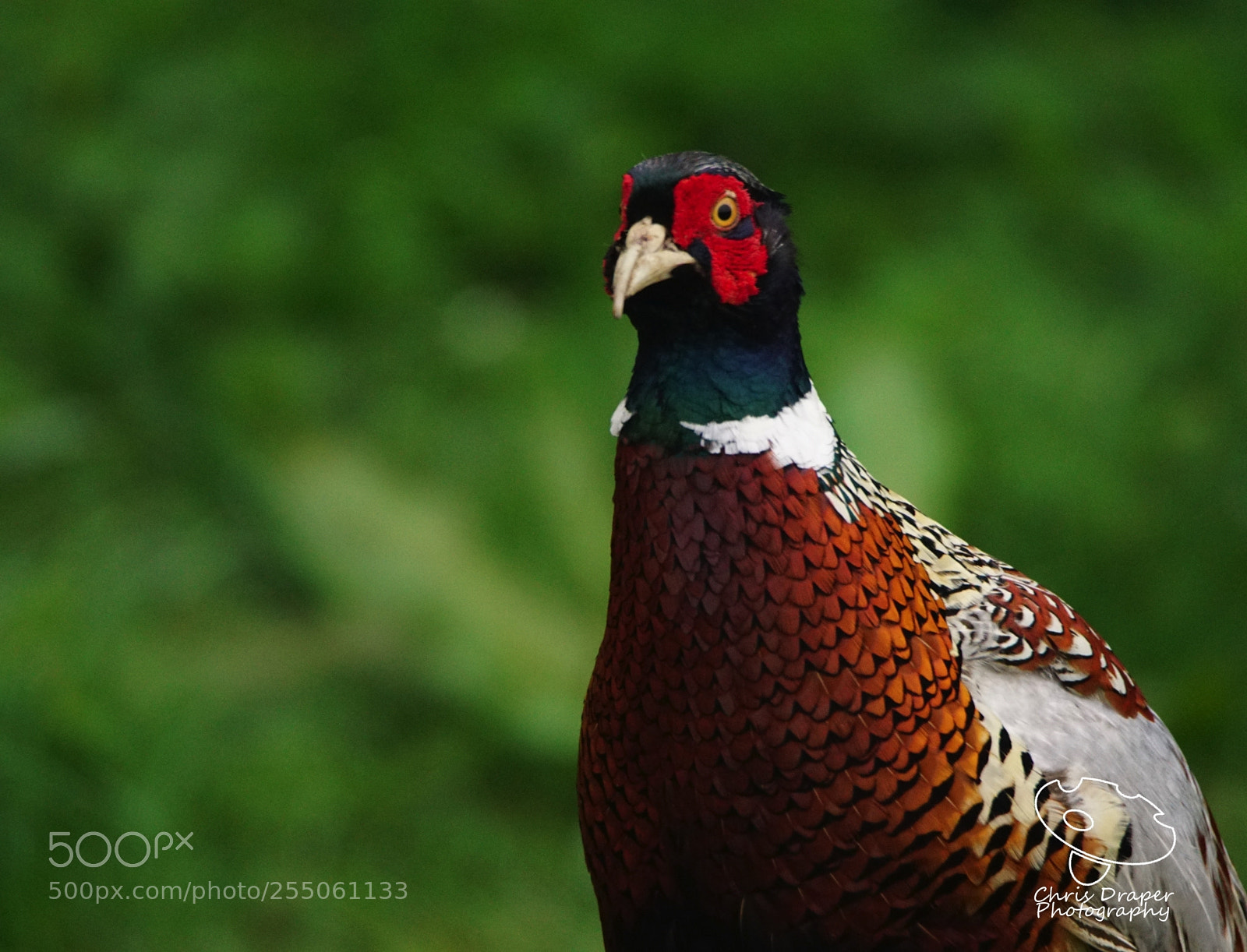 Sony ILCA-77M2 sample photo. Colourful male pheasant photography