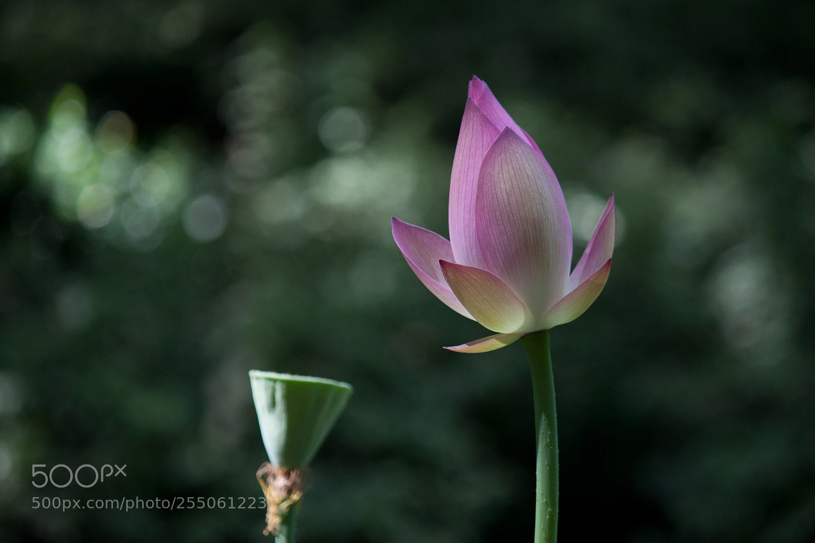 Canon EOS 500D (EOS Rebel T1i / EOS Kiss X3) sample photo. Img2016 photography