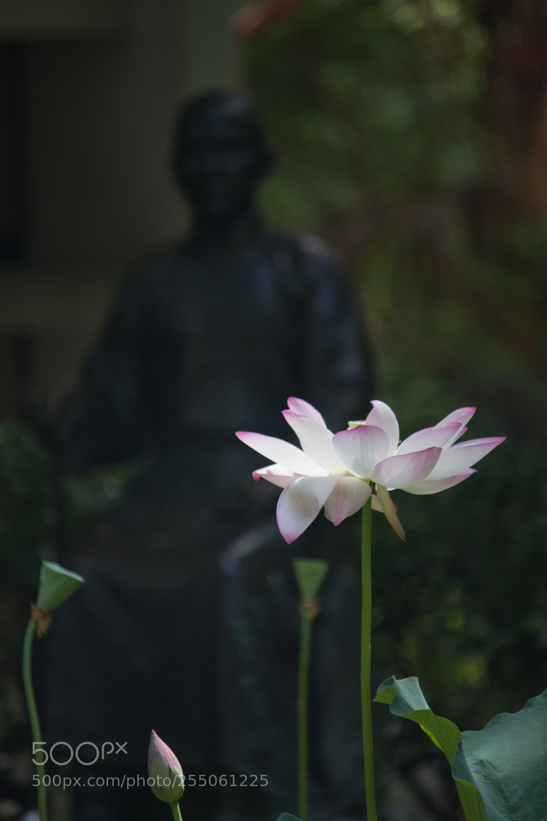 Canon EOS 500D (EOS Rebel T1i / EOS Kiss X3) sample photo. Img2016 photography