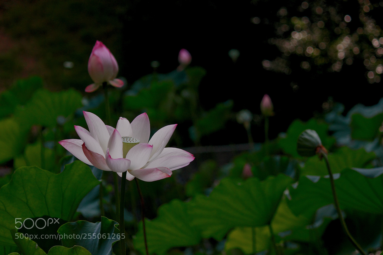 Canon EOS 500D (EOS Rebel T1i / EOS Kiss X3) sample photo. Img2016 photography