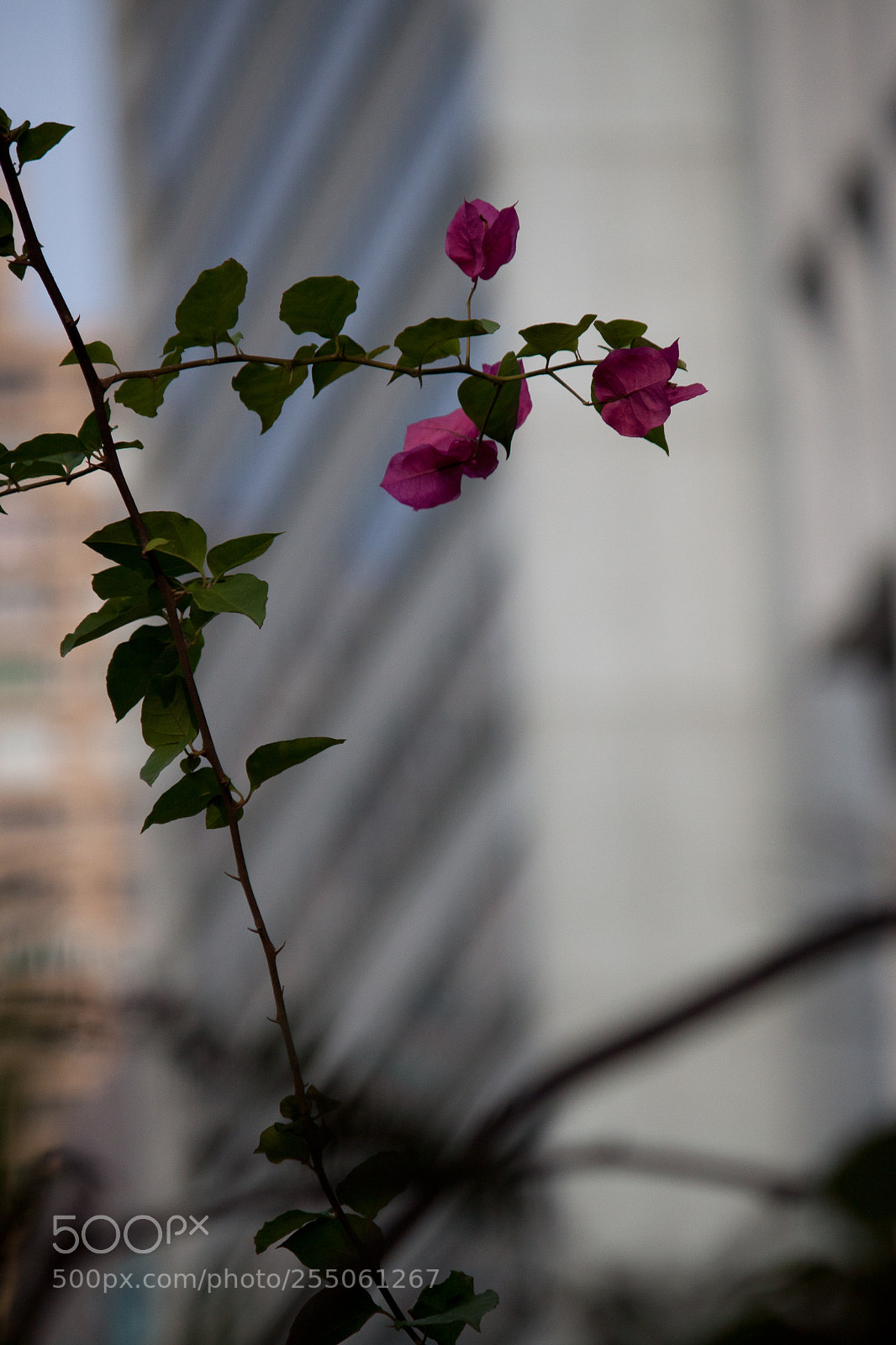 Canon EOS 500D (EOS Rebel T1i / EOS Kiss X3) sample photo. Img2016 photography