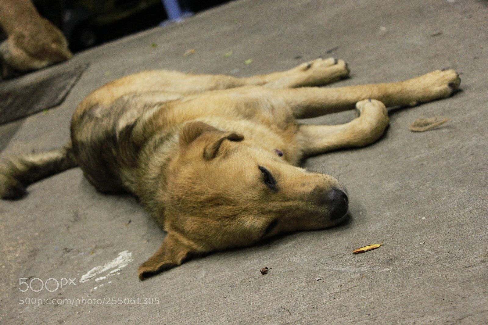 Canon EOS 500D (EOS Rebel T1i / EOS Kiss X3) sample photo. Img2016 photography