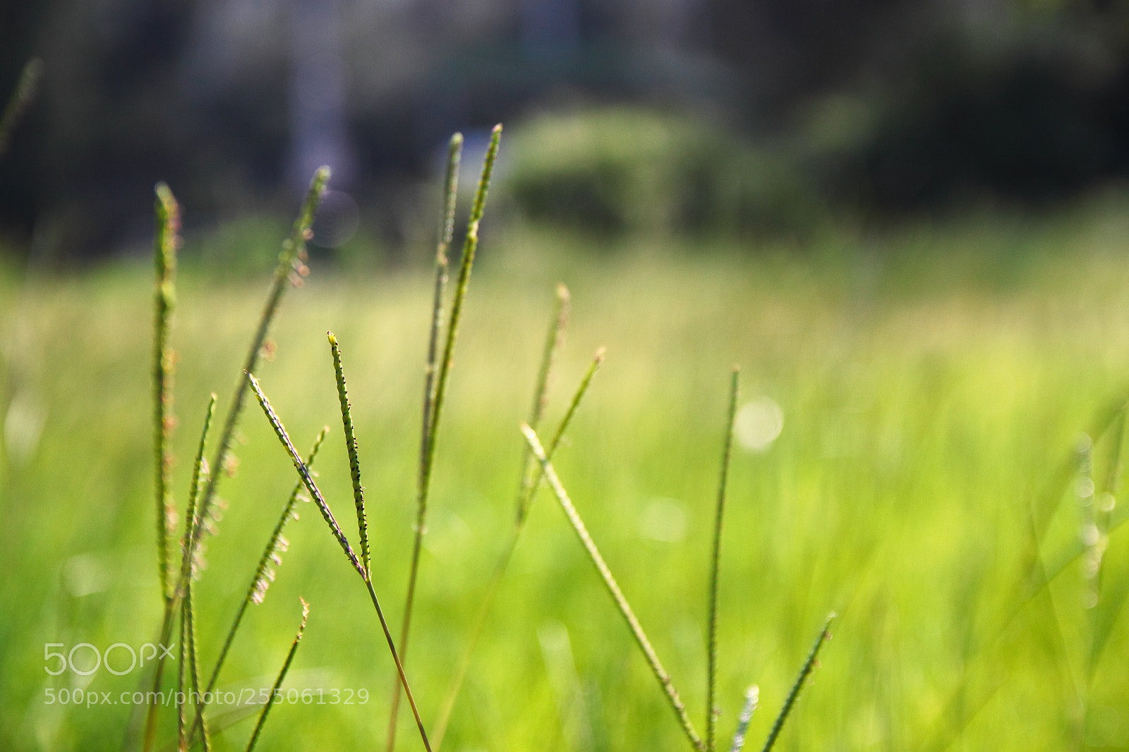 Canon EOS 500D (EOS Rebel T1i / EOS Kiss X3) sample photo. Img2016 photography