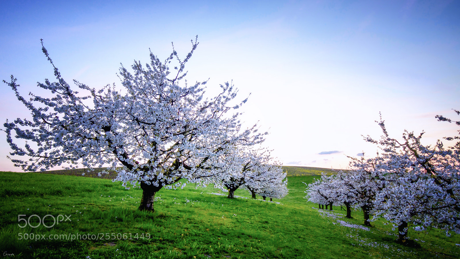 Sony a6500 sample photo. White blossom photography