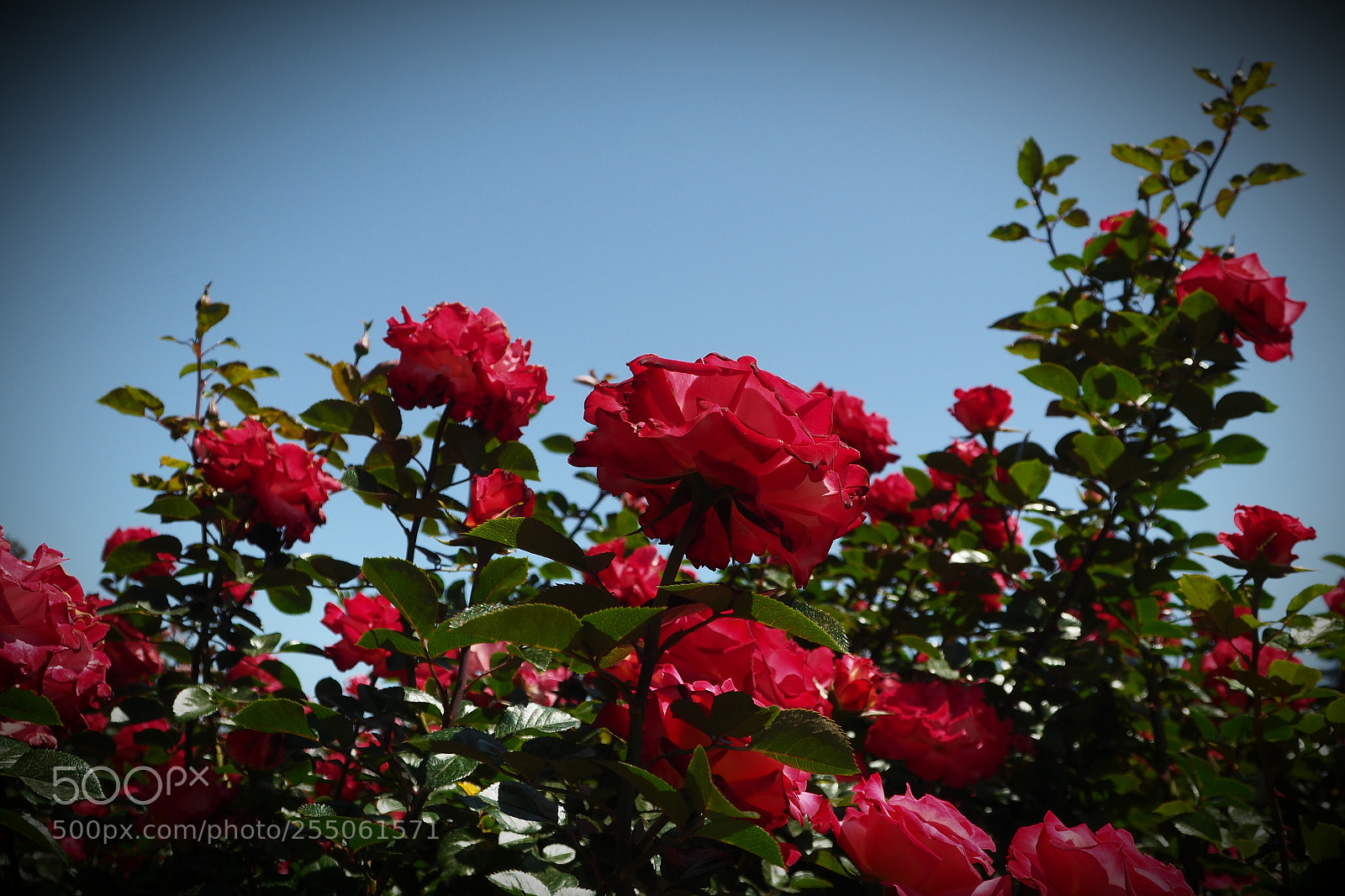 Olympus PEN-F sample photo. Roses photography