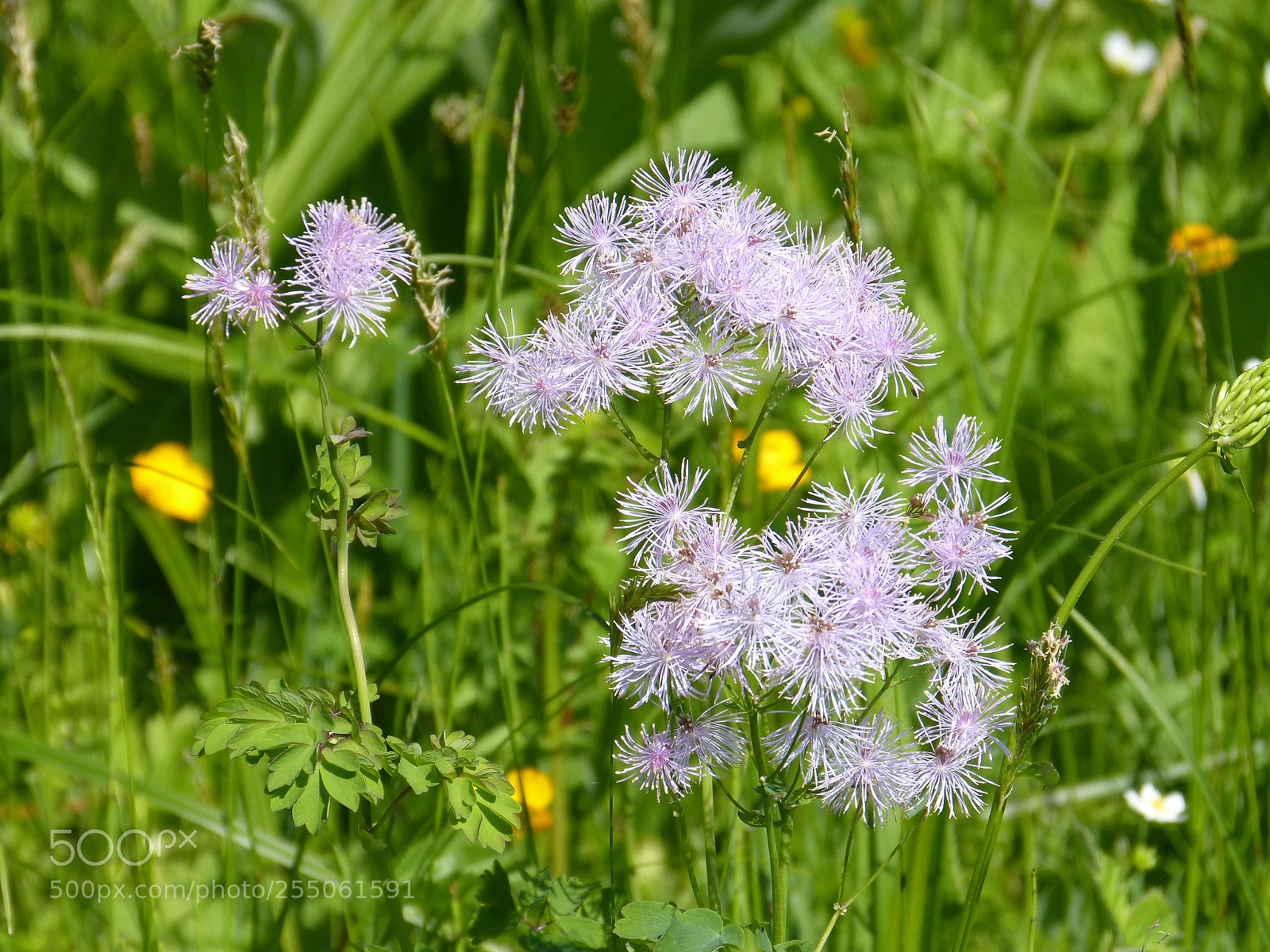 Panasonic DMC-FZ62 sample photo. Alpine flowers photography