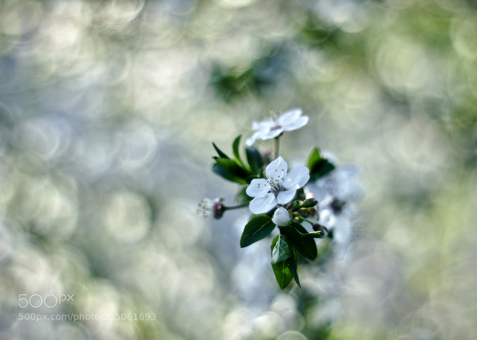 Canon EOS 60D sample photo. Fullsizeoutput photography
