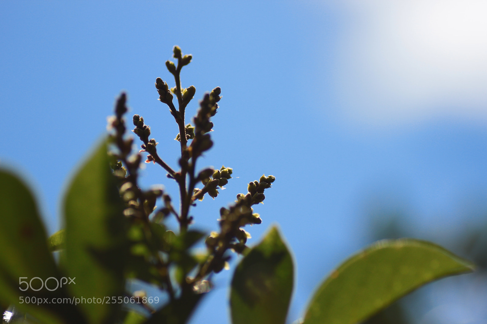 Canon EOS 500D (EOS Rebel T1i / EOS Kiss X3) sample photo. Img2016 photography
