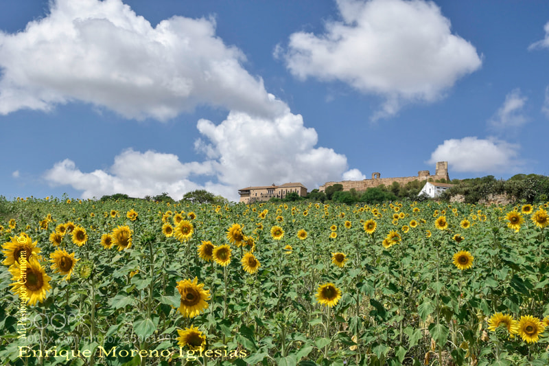 Nikon D7200 sample photo. Amarillo verde y azul photography