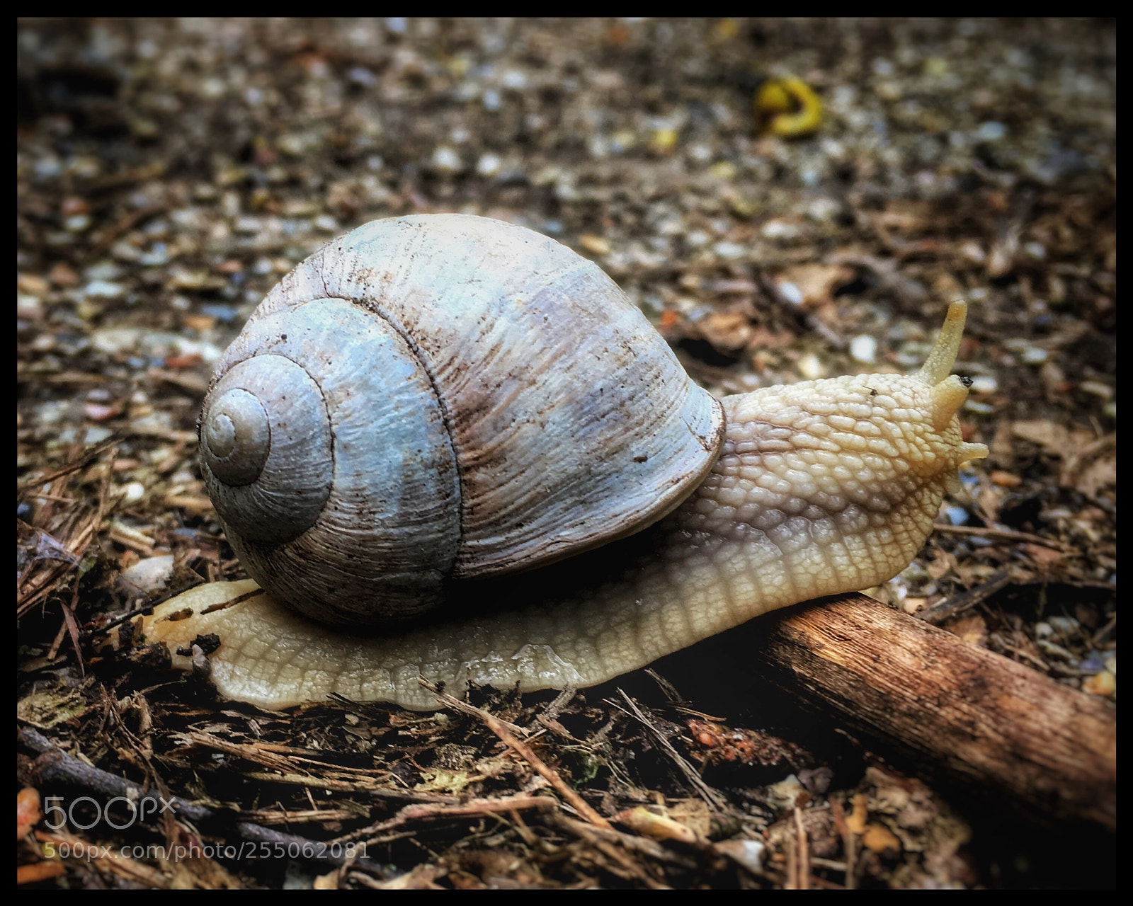 Apple iPhone SE sample photo. Snail photography