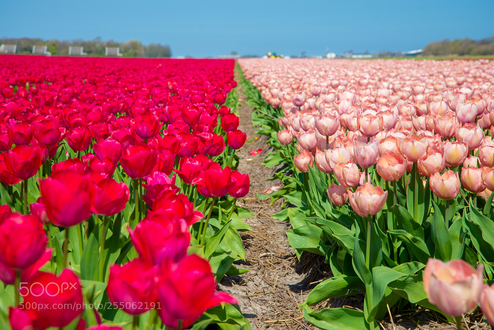 Nikon D610 sample photo. True colors photography