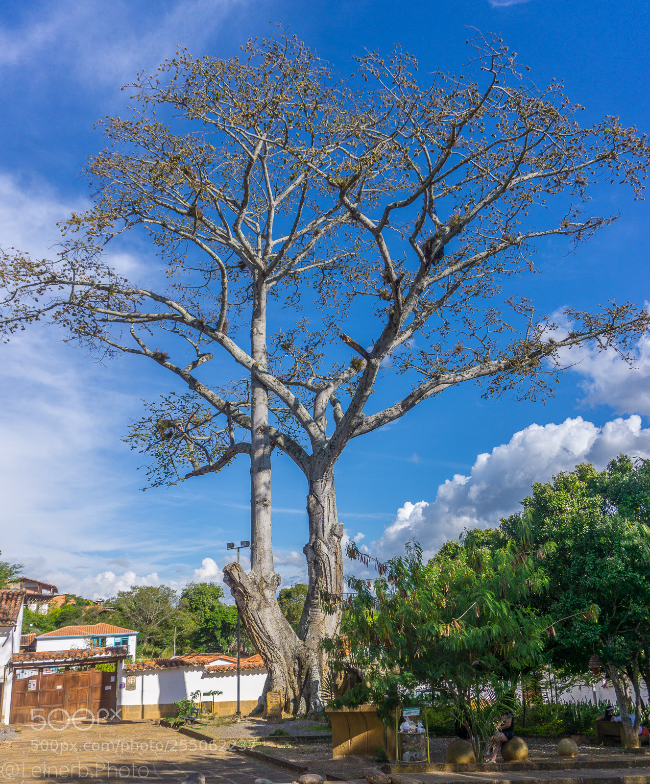 Sony a6000 sample photo. Ceiba photography