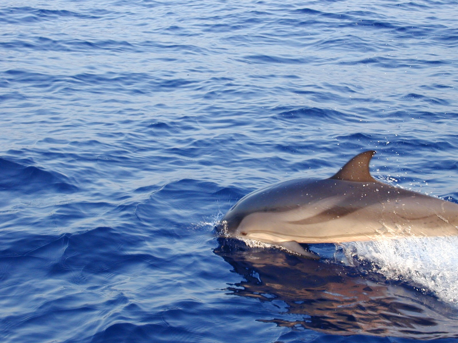 Olympus C2000Z sample photo. Dolphin  photography