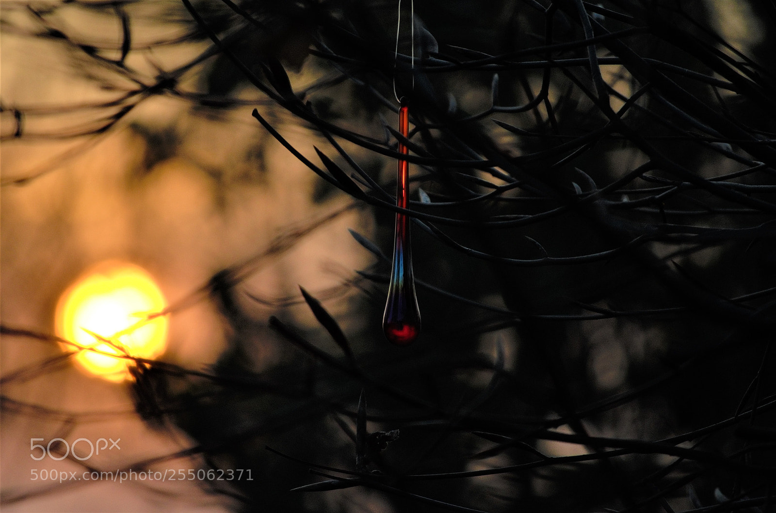 Nikon D5100 sample photo. Drop and sun photography